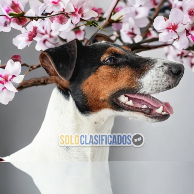 FOX TERRIER DE PELO CORTO         IT WILL BE YOUR BEST COMPANY FR... 