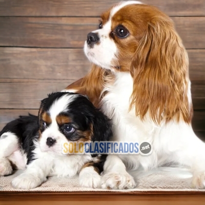 Cavalier King Charles Spaniel... 