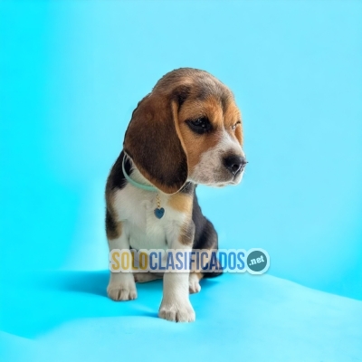 Beagle Poket Americano Nobles y Preciosos Cachorros... 