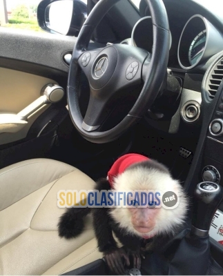 Mono Capuchino bebe cara blanca en adopcion... 