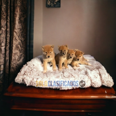 BEAUTIFUL PUPPIES AVAILABLE AKITA INU JAPONES... 