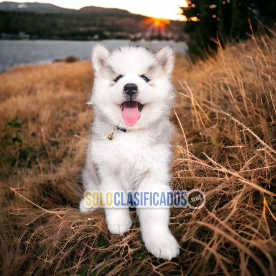 Alaskan Malamute Charming and Fine Puppies... 