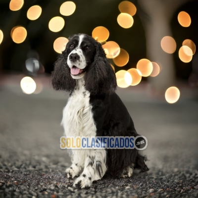 SPRINGER SPANIEL (en)... 