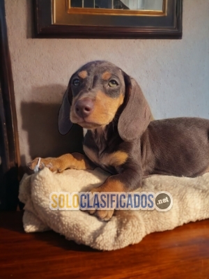 Lindo cachorro raza Salchicha Chocolate... 