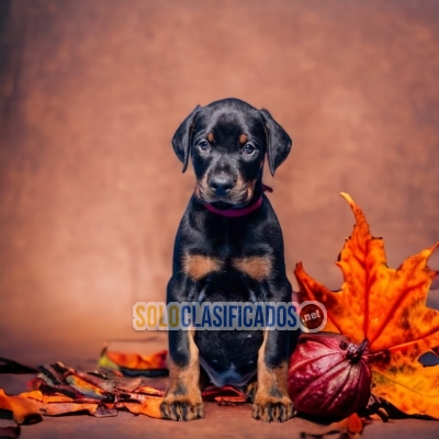 DOBERMAN GRANDE NEGRO FUEGO DISPONIBLE NORTH CAROLINA YA... 