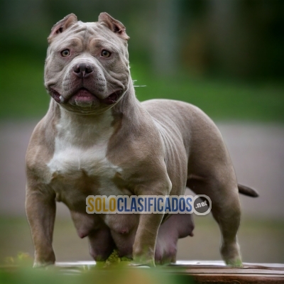 2ADORABLE AMERICAN BULLY M... 