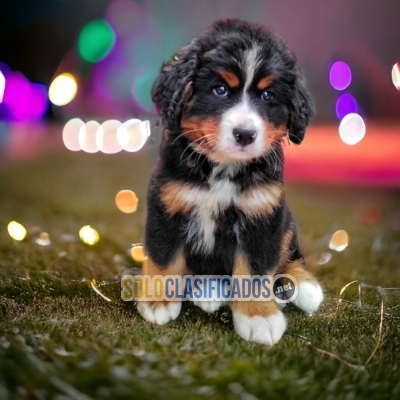 Bernese de Montaña Atractivos Cachorros... 