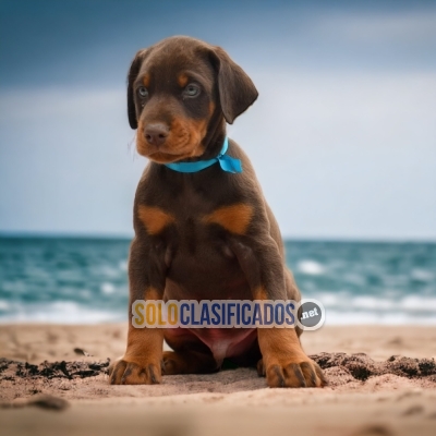 HERMOSO CACHORRO DOBERMAN... 