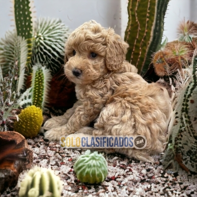 SWEET PUPPIES BICHON HABANERO... 