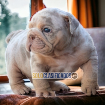 BULLDOG INGLÉS EXÓTICO    IT WILL BE YOUR COMPANION AND BEST COMP... 