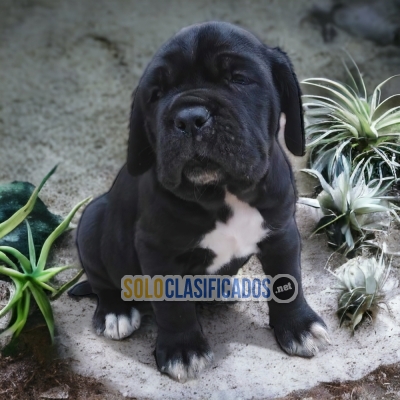 Unique Cane Corso Just the One for You... 