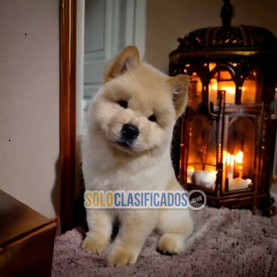 Beautiful puppies available CHOW CHOW   with the best market cond... 