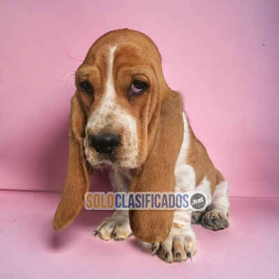 BASSET HOUND AVAILABLE/DISPONIBLEEE!!... 
