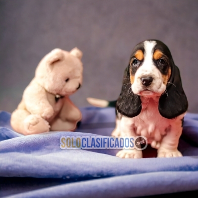 BASSET HOUND         YOUR FAITHFUL DOG ​​NOW IN ADELNATE... 