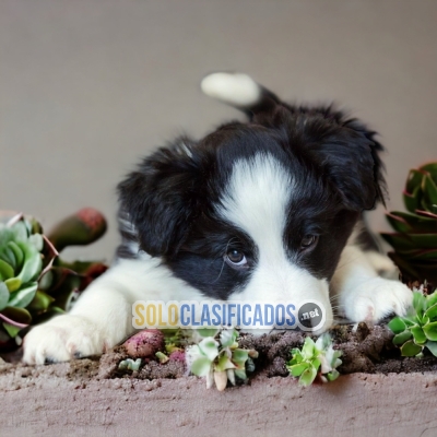 BORDER COLLIE NORMAL         I WILL BE YOUR BEST FAITHFUL FRIEND ... 