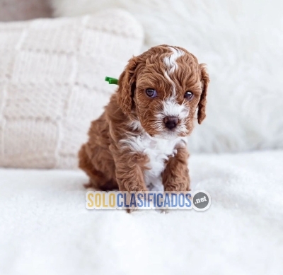 Labradoodles for sale / Labradoodle dogs... 