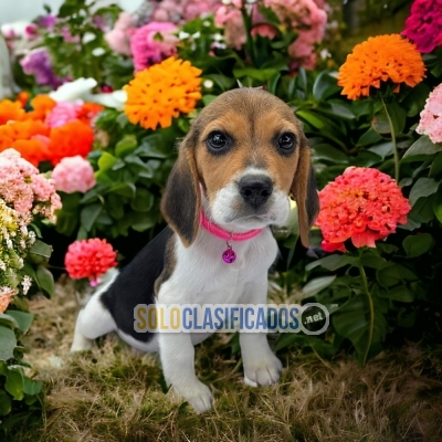 SALE BEAGLE HARRIER... 