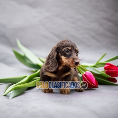 DACHSHUND LONG HAIRED (en)... 