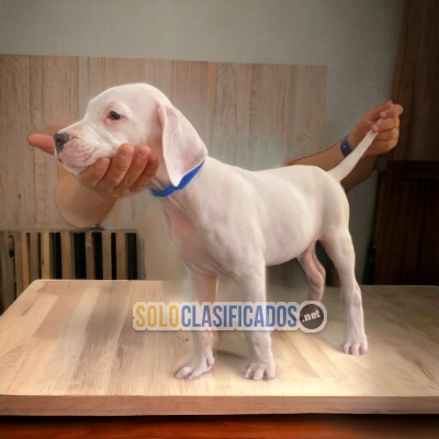 DOGO ARGENTINO        IT WILL BE YOUR BEST COMPANY FROM NOW ON... 