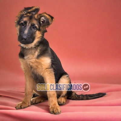 GERMAN SHEPHERD BEAUTY LINE AVAILABLE IN NORTH CAROLINA... 