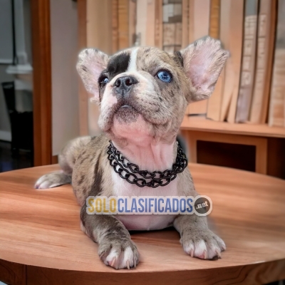 Charming and cute French Bulldog Exotic... 