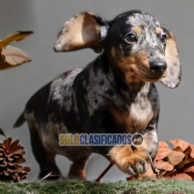 DACHSHUND ARLEQUÍN  HAPPINESS FOR YOUR HOME... 