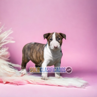 Hermosos cachorros BULL TERRIER con las mejores condiciones del m... 