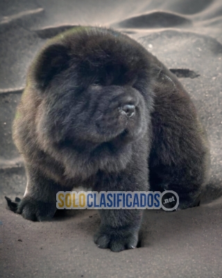 Cute Adorable and Friendly Chow Chow Puppies... 