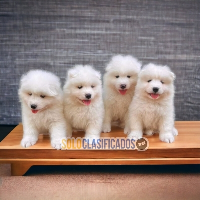 SAMOYED... 