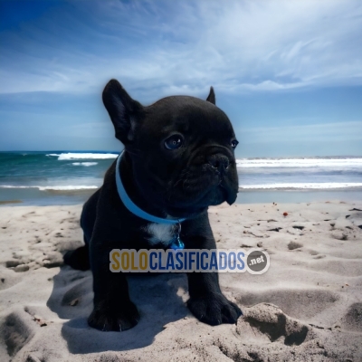 French Bulldog Wonderful and Fine Puppies... 