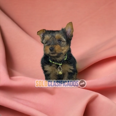 PUPPIES YORKIE AVAILABLE NOW... 