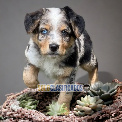 CUTE BODER COLLIE EXOTICO PUPPY FOR SALE... 