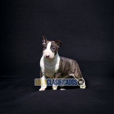 HERMOSOS BULL TERRIER... 