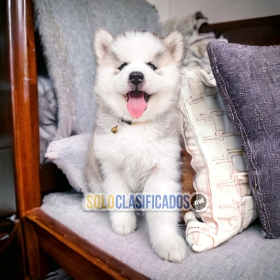 Lovely and Friendly Alaska Malamute Puppy... 