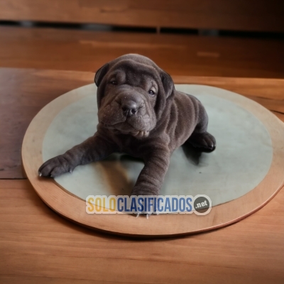 Shar Pei Cute Puppies... 