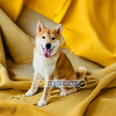 BEAUTIFUL PUPPIES AKITA INU... 