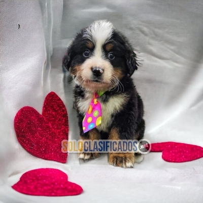 VENTA DE HERMOSOS CACHORROS DE BERNES DE MONTAÑA... 