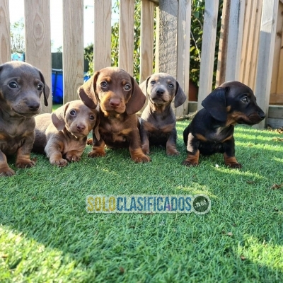 Preciosos Cachorros De Pura Raza Miniatura Dachshund Disponibles... 