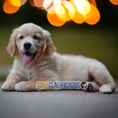 BELLO CACHORRO GOLDEN RETRIEVIER... 