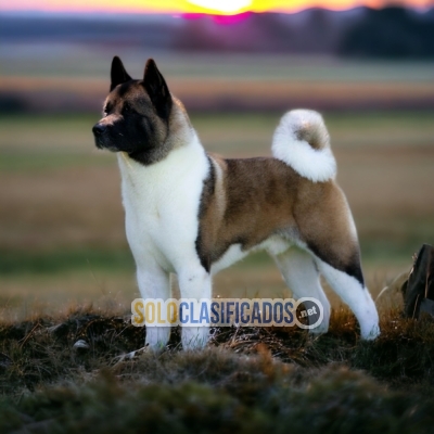 AKITA AMERICANO NORTH CAROLINA DISPONIBLE... 