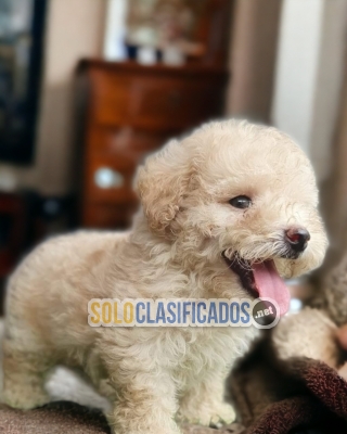 French Poodle Normal Bello Cachorros... 