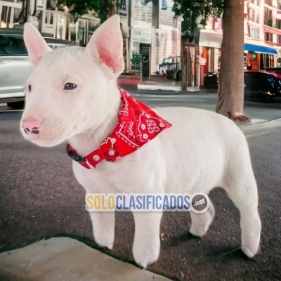 Tierno BULL TERRIER   para tu hogar... 