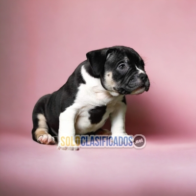 Los mejores AMERICAN BULLY disponibles para tu casa... 