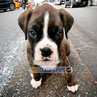 PUPPY ENTERS BOXER... 