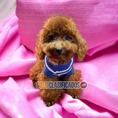 Lindo FRENCH POODLE RED para tu hogar... 