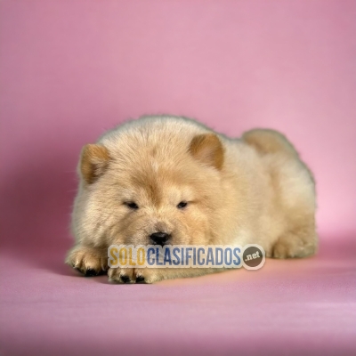 BEAUTIFUL PUPPIES CHOW CHOW... 