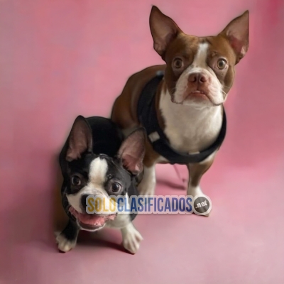 Lindos cachorros raza Boston Terrier... 