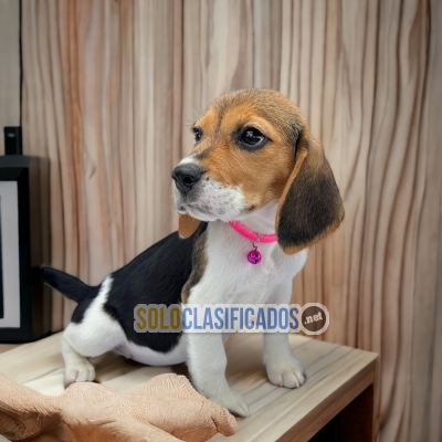 2BEAGLE HARRIER CACHORRO DISPONIBLES... 