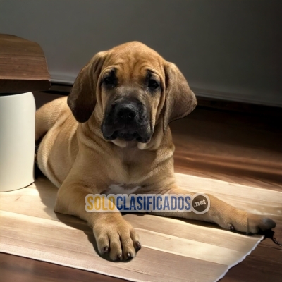 Fila Brasileño Radiant Puppies... 