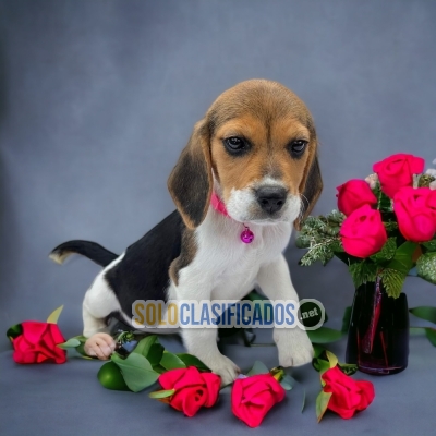 POOFY BEAGLE HARRIER... 